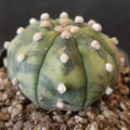 Astrophytum asterias VARIEGATA