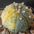 Astrophytum asterias  VARIEGATA