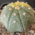 Astrophytum asterias  VARIEGATA