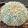 Astrophytum  “CV SUPERKABUTO