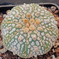 Astrophytum  “CV SUPERKABUTO
