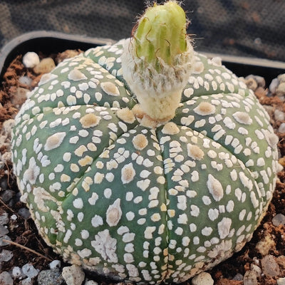 Astrophytum “CV SUPERKABUTO 7 RIBS”