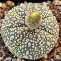 Astrophytum “CV SUPERKABUTO 7 RIBS”