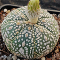 Astrophytum “CV SUPERKABUTO 7 RIBS”