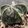 Astrophytum myriostigma “CV FUKURYU”
