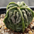 Astrophytum myriostigma “CV FUKURYU” ASILADO ORDENADO SUPERSELECTED