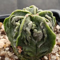 Astrophytum myriostigma “CV FUKURYU” ASILADO ORDENADO SUPERSELECTED