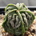 Astrophytum myriostigma „CV FUKURYU“ GEWÄHLT GEORDNET SUPERSELEKTIERT