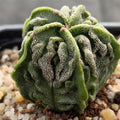 Astrophytum myriostigma “CV FUKURYU” ASILADO ORDENADO SUPERSELECTED