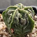 Astrophytum myriostigma “CV FUKURYU” ASILADO ORDENADO SUPERSELECTED