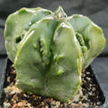 Astrophytum myriostigma “CV FUKURYU HAKUJO”