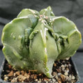 Astrophytum myriostigma “CV FUKURYU HAKUJO”