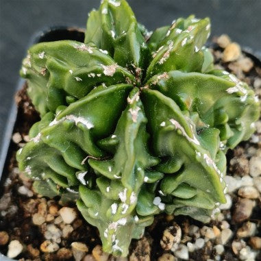 Astrophytum myriostigma “CV FUKURYU HAKUJO ROKOTSU ”PATTERN