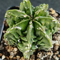 Astrophytum myriostigma “CV FUKURYU HAKUJO ROKOTSU ”PATTERN