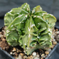 Astrophytum myriostigma “CV FUKURYU HAKUJO ROKOTSU ”PATTERN