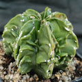 Astrophytum myriostigma “CV FUKURYU HAKUJO ROKOTSU ”PATTERN