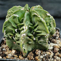 Astrophytum myriostigma “CV FUKURYU HAKUJO ROKOTSU ”PATTERN
