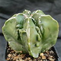 Astrophytum myriostigma “CV FUKURYU HAKUJO”