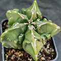 Astrophytum myriostigma “CV FUKURYU HAKUJO”