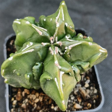 Astrophytum myriostigma „CV FUKURYU HAKUJO“