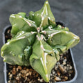 Astrophytum myriostigma „CV FUKURYU HAKUJO“