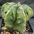 Astrophytum myriostigma “CV FUKURYU HAKUJO”