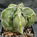Astrophytum myriostigma “CV FUKURYU HAKUJO”