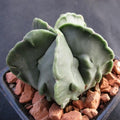Astrophytum myriostigma  “CV FUKURYU”