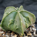 Astrophytum myriostigma “CV FUKURYU ”