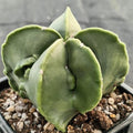 Astrophytum myriostigma “CV FUKURYU”