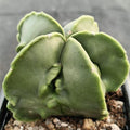 Astrophytum myriostigma “CV FUKURYU”