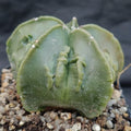 Astrophytum myriostigma “CV FUKURYU ”