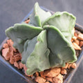 Astrophytum myriostigma  “CV FUKURYU”