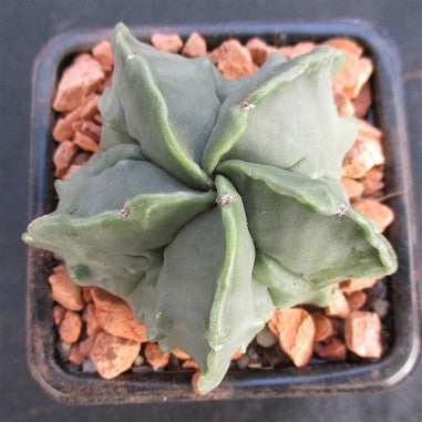 Astrophytum myriostigma  “CV FUKURYU”
