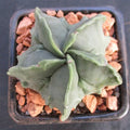 Astrophytum myriostigma  “CV FUKURYU”