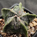 Astrophytum myriostigma “CV FUKURYU”