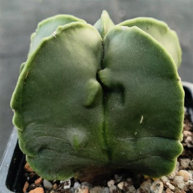 Astrophytum myriostigma „CV FUKURYU“