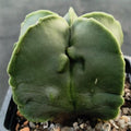 Astrophytum myriostigma „CV FUKURYU“
