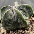 Astrophytum myriostigma “CV FUKURYU”