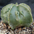 Astrophytum myriostigma “CV FUKURYU ”