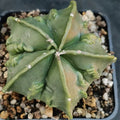 Astrophytum myriostigma “CV FUKURYU ”