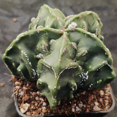Astrophytum myriostigma "CV HAKUJO FUKURYU SPECIAL SHAPE"