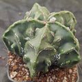 Astrophytum myriostigma "CV HAKUJO FUKURYU SPECIAL SHAPE"
