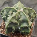 Astrophytum myriostigma "CV HAKUJO FUKURYU SPECIAL SHAPE"