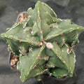 Astrophytum myriostigma "CV HAKUJO FUKURYU SPECIAL SHAPE"