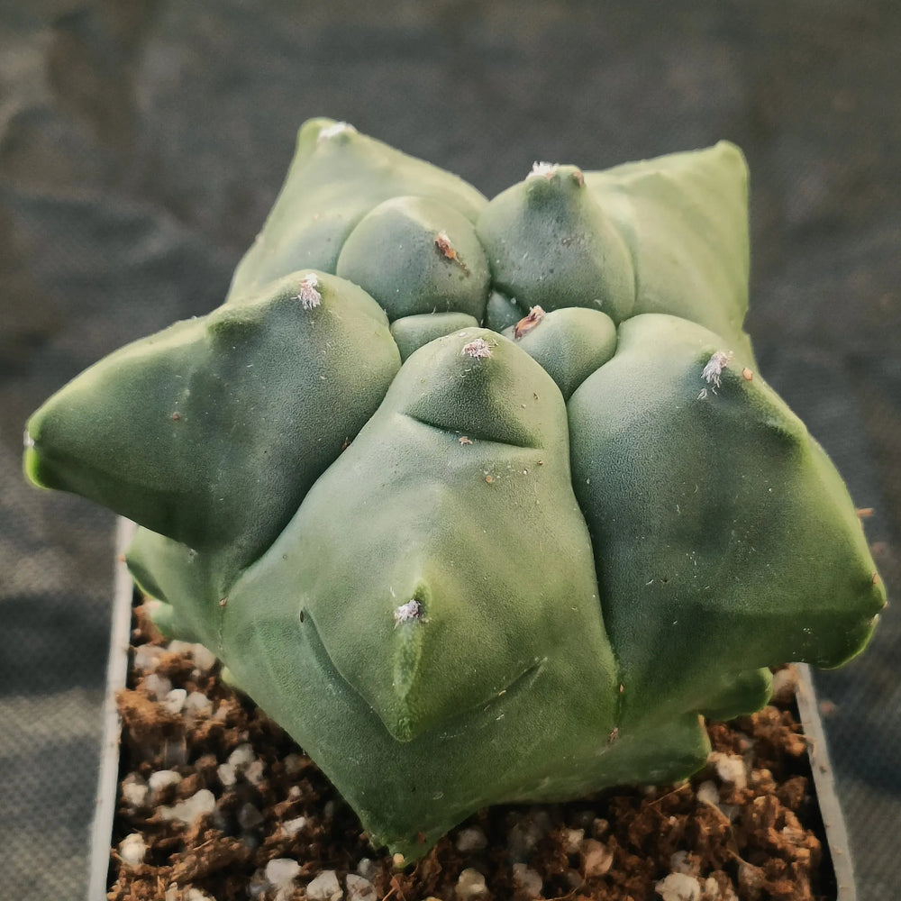 Astrophytum myriostigma “CV KIKO”