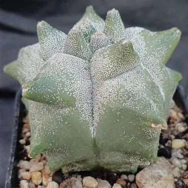 Astrophytum myriostigma “CV KIKO”