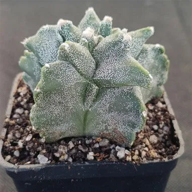 Astrophytum myriostigma  “CV KIKO”