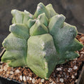 Astrophytum myriostigma “CV KIKO”