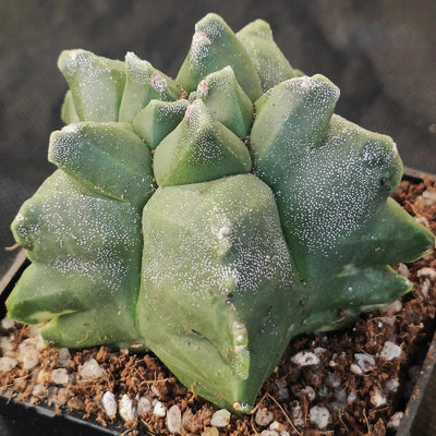 Astrophytum myriostigma “CV KIKO”